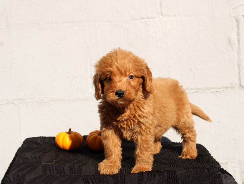 puppy, for, sale, Mini Goldendoodle F1, Matthew B. Stoltzfus, dog, breeder, Gap, PA, dog-breeder, puppy-for-sale, forsale, nearby, find, puppyfind, locator, puppylocator, aca